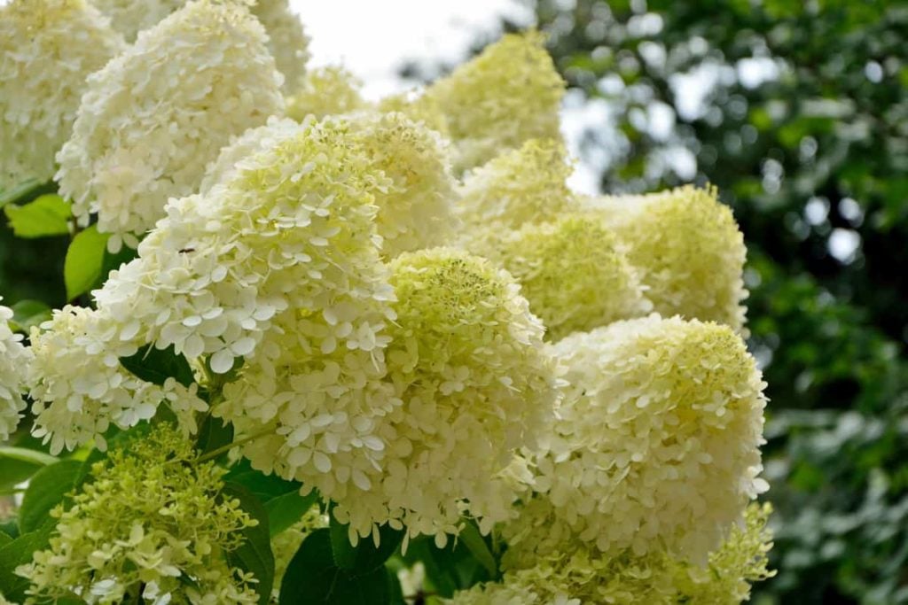 Hydrangea paniculata ‘Limelight’