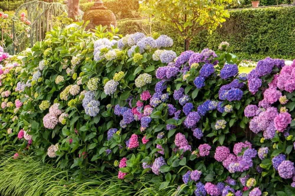 Low Maintenance Perennial Bushes Shrubs, Small Colorful Bushes For Landscaping