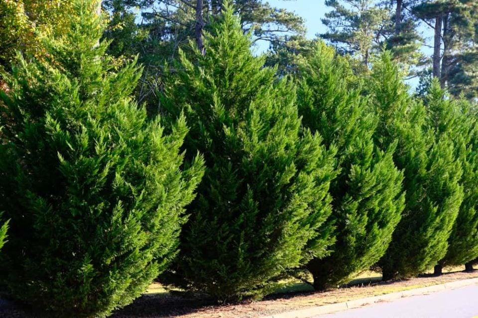 10 Best Trees for Creating Privacy