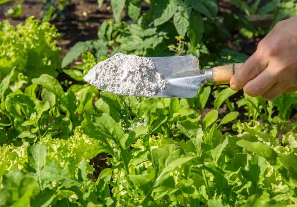 5 Brilliant Uses For Diatomaceous Earth In The Garden