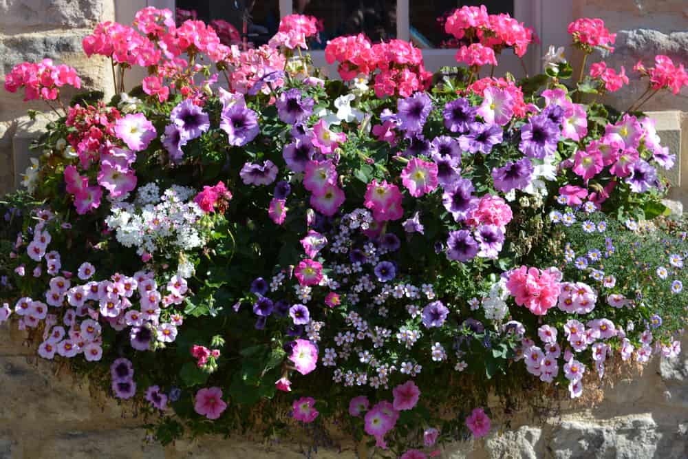 5 Cascading Plants & Flowers for Window Boxes