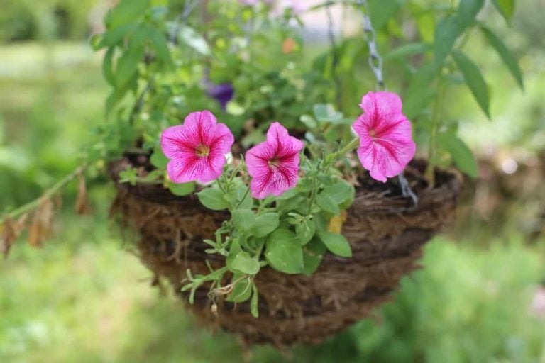 8 Best Hanging Basket Plants & Flowers for Shade