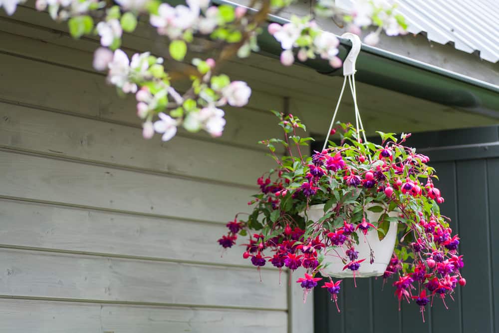 8 Best Hanging Basket Plants & Flowers for Shade
