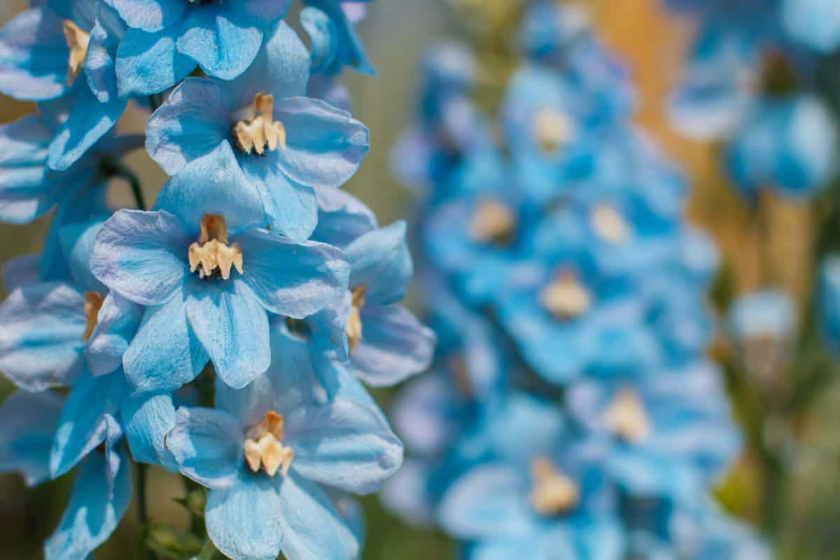 9 Beautiful Blue Perennial Flowers For Your Backyard