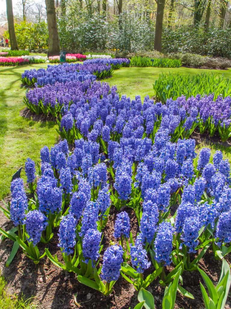 9 Beautiful Blue Perennial Flowers for Your Backyard
