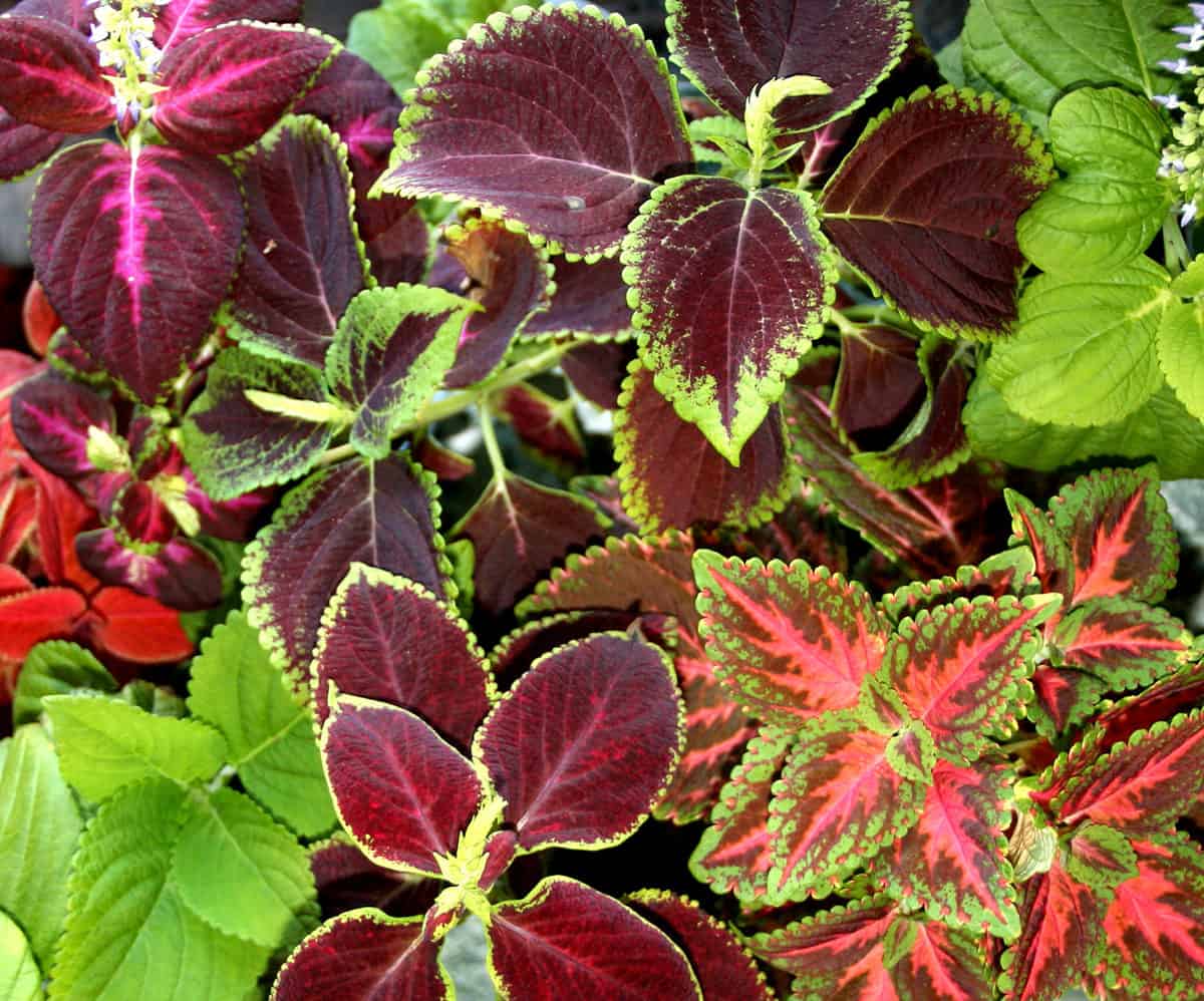 15 Plants, Shrubs & Trees That Grow In Total Shade