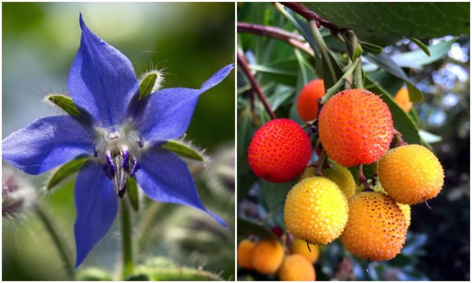 Alkaline Soil Plants 40 Trees, Shrubs, Edibles & Flowers That Thrive