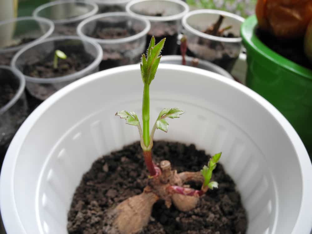 Growing Dahlias in Pots – 8 to