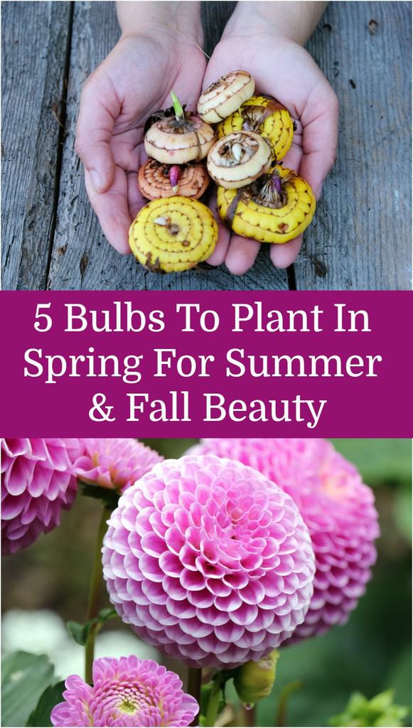 5 Bulbs To Plant In Spring For Summer & Fall Beauty
