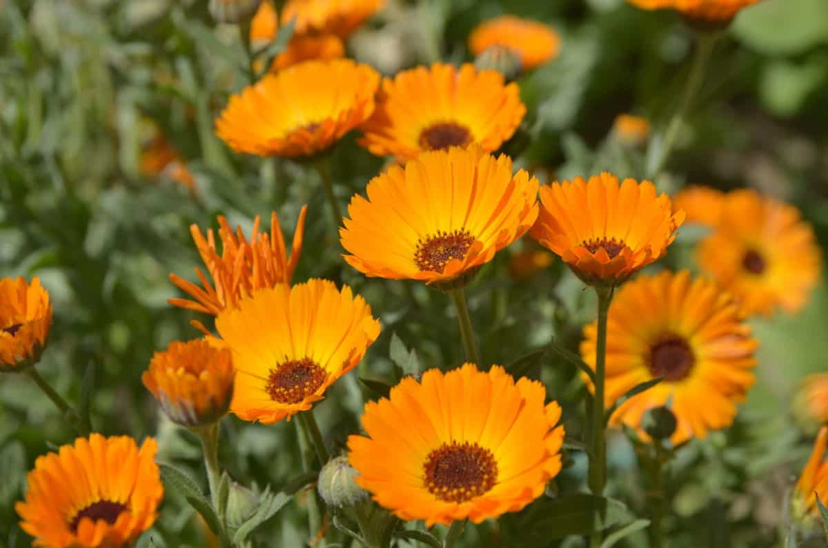 25 Best Flowering Plants for Pots