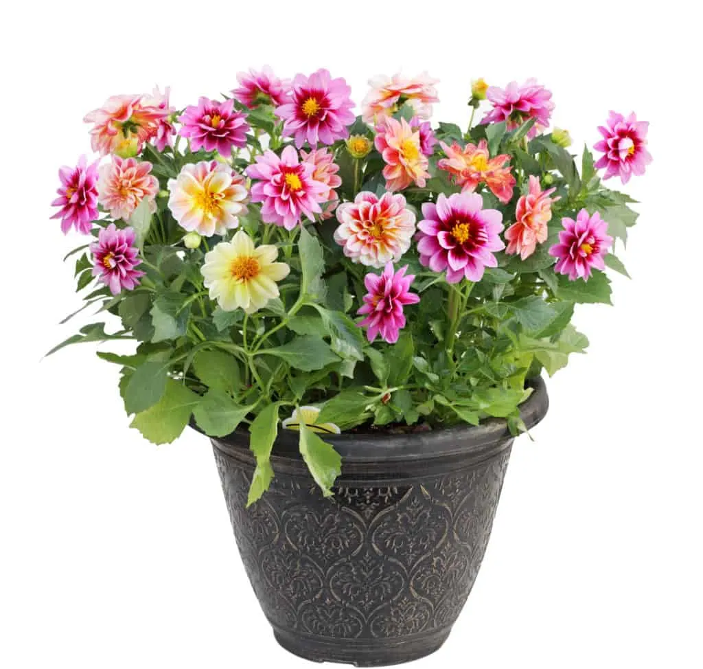 25 best flowering plants for pots