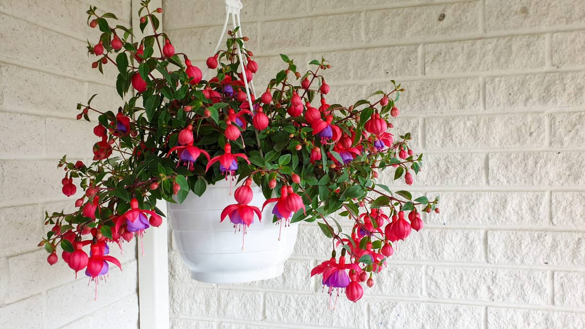 25 Best Flowering Plants for Pots