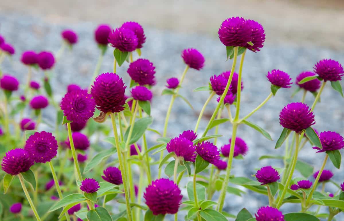 15 Plants to Grow for Dried Flowers & How To Dry Them