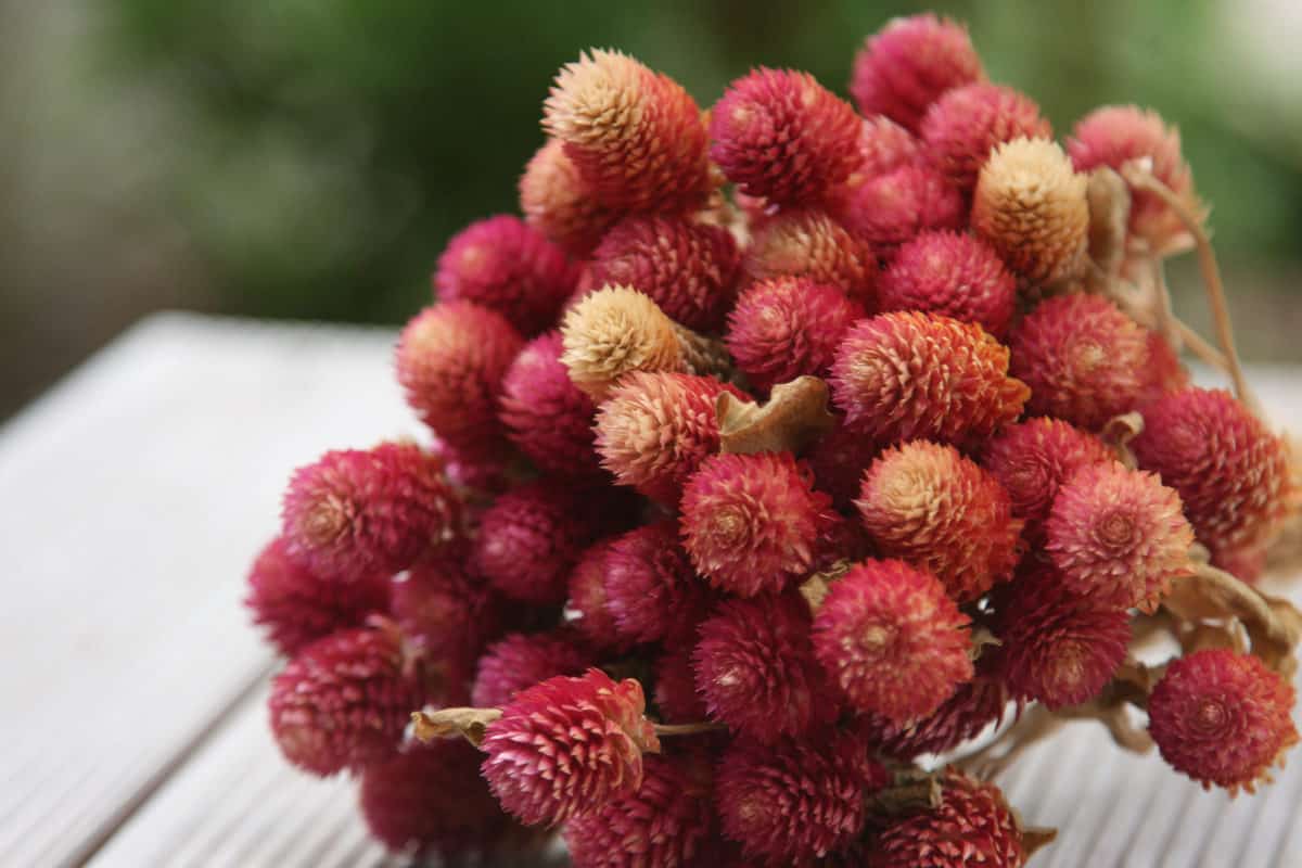 15 Plants to Grow for Dried Flowers & How To Dry Them