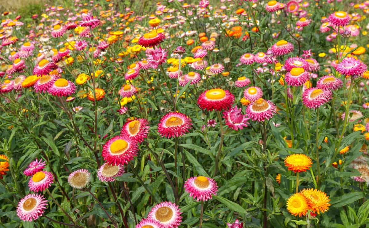 15 Plants to Grow for Dried Flowers & How To Dry Them