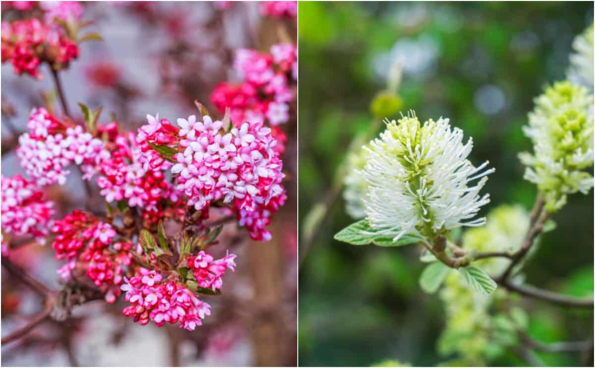 8 Early Spring Flowering Shrubs To Wake Up Your Backyard