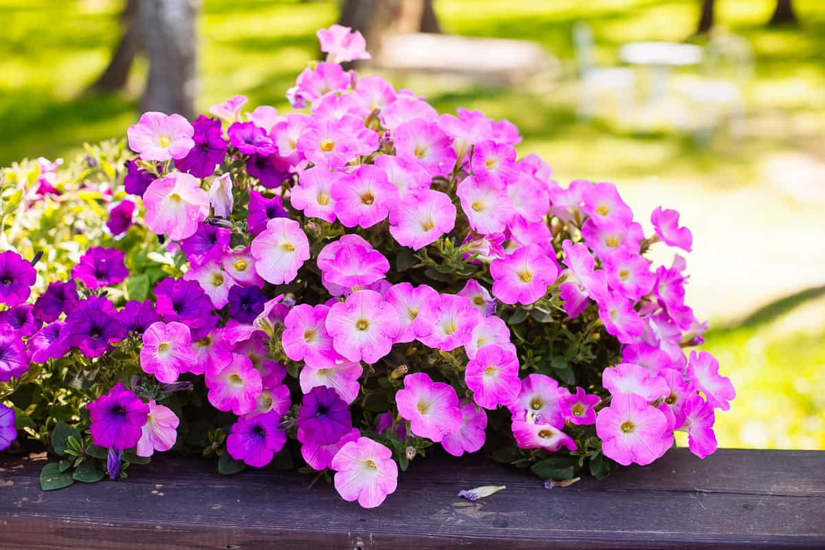 25-best-flowering-plants-for-pots