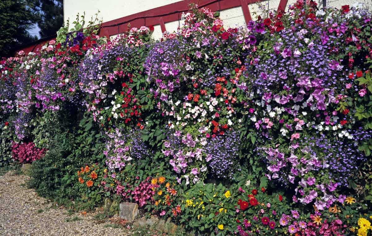 25 Best Flowering Plants for Pots