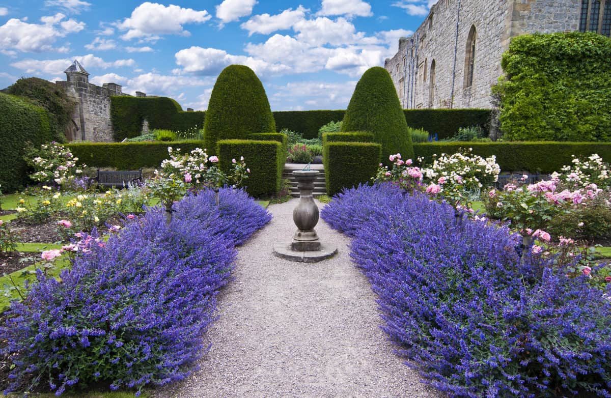 How to Plant a Lavender Hedge (& 12 Reasons Why You Should)