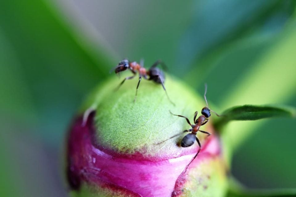 Ants On Your Peonies? Here's Why & What To Do About It