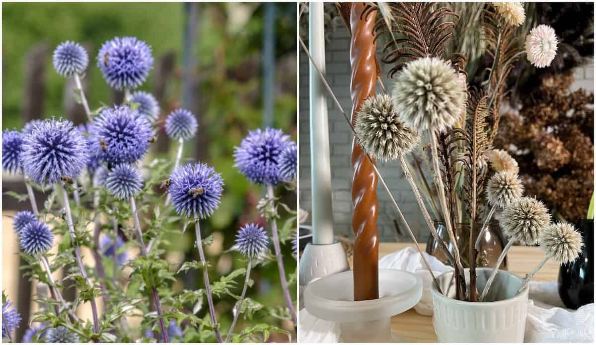 Dried Flower Arrangements - Growing Plants And Flowers To Dry