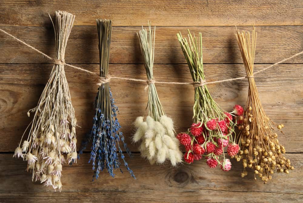 Dried Flowers and Plants