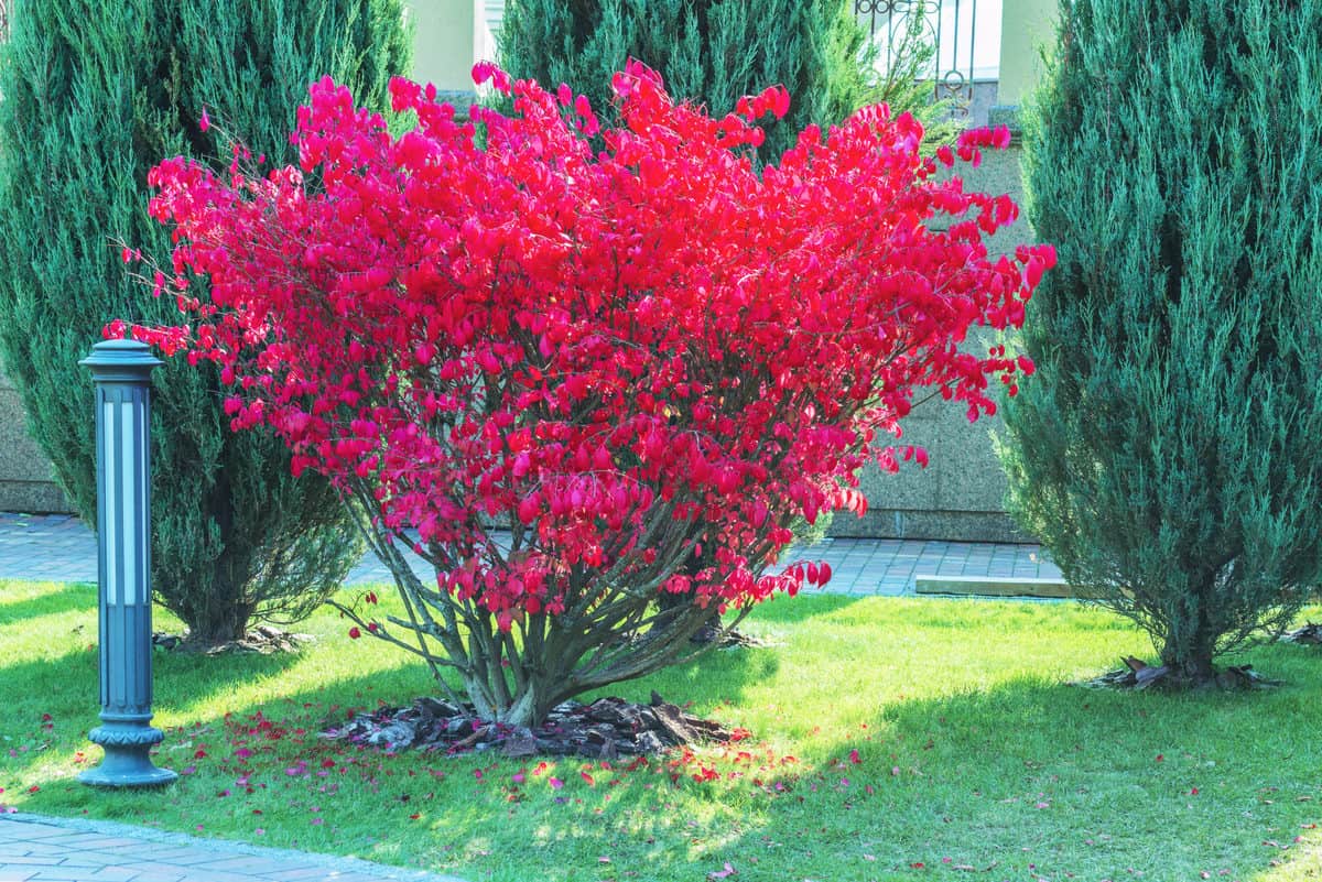 12 Best Specimen Trees, Shrubs & Plants To Bring Focus & Attention
