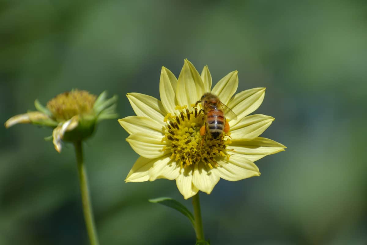 7 Perennial Sunflowers That Bloom Year After Year