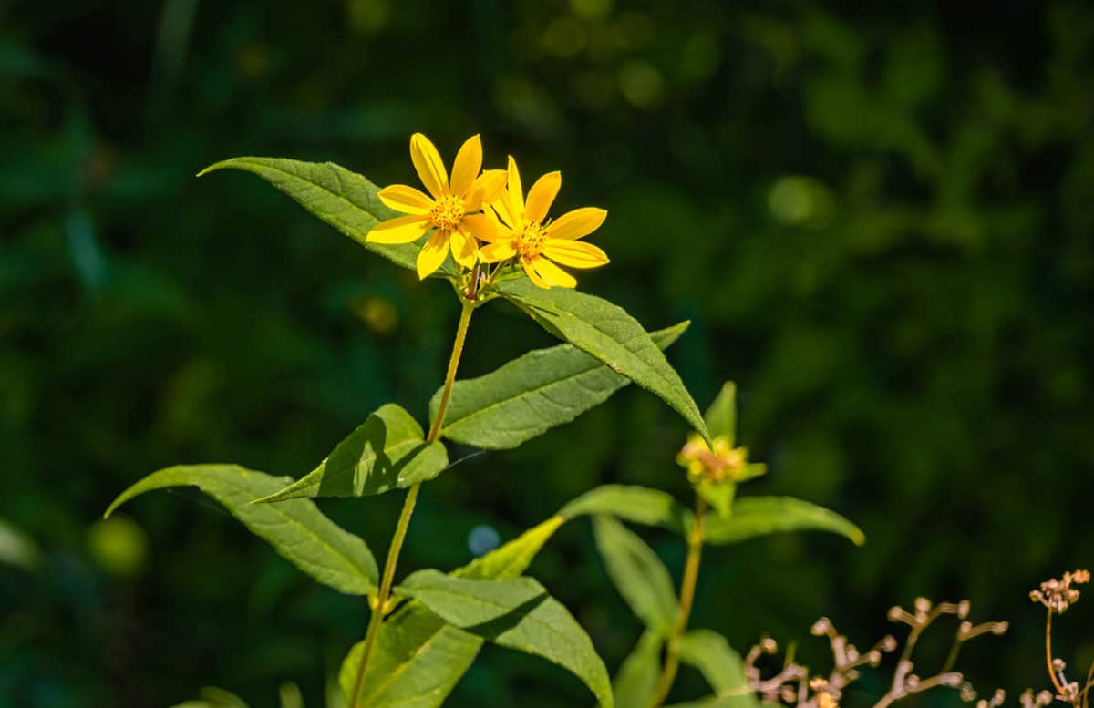 7 Perennial Sunflowers That Bloom Year After Year