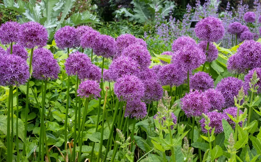 12 Lavender Companion Plants (& 4 Plants To Grow Nowhere Near)