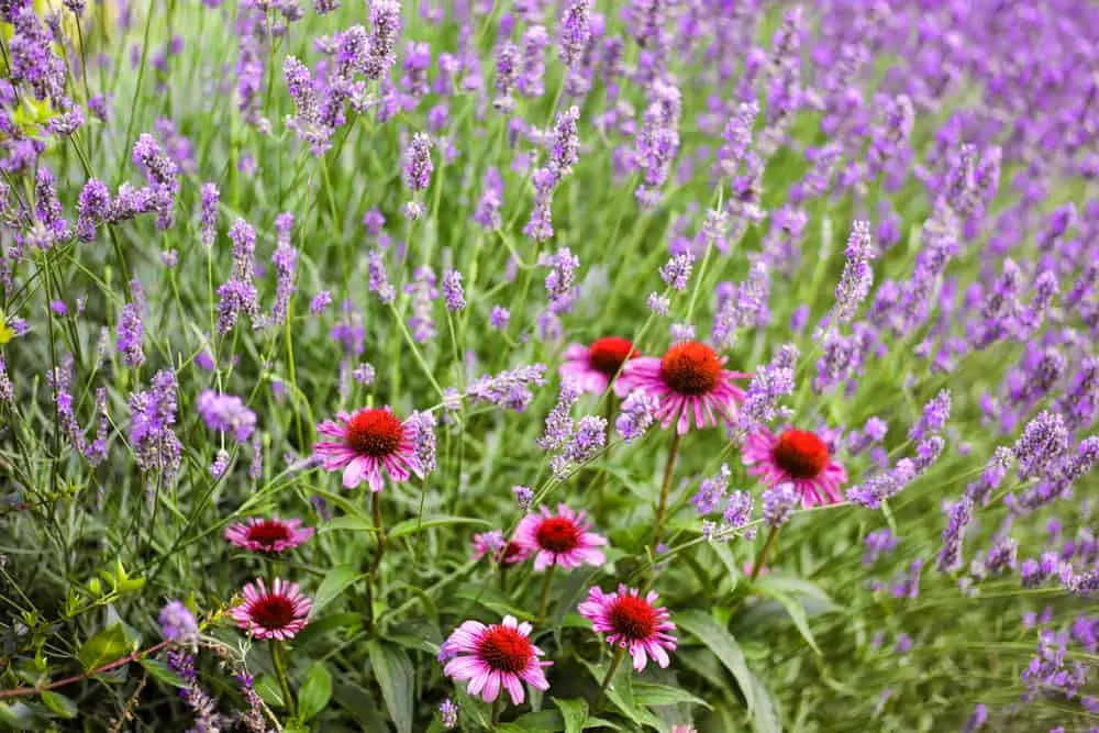 Image of Echinacea and lavender companion plants