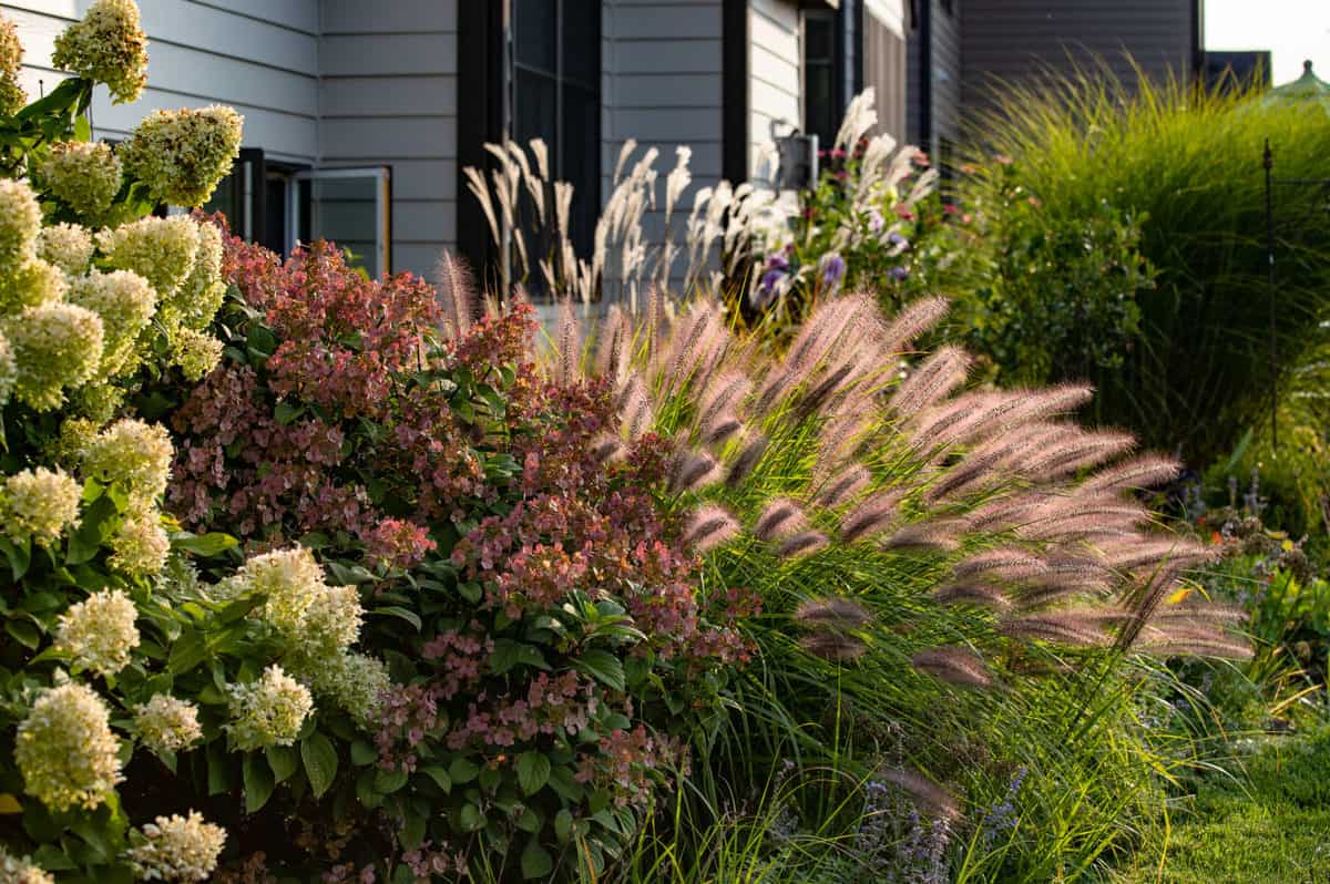 Foundation Plants: 16 Shrubs & Plants For The Front Of Your House