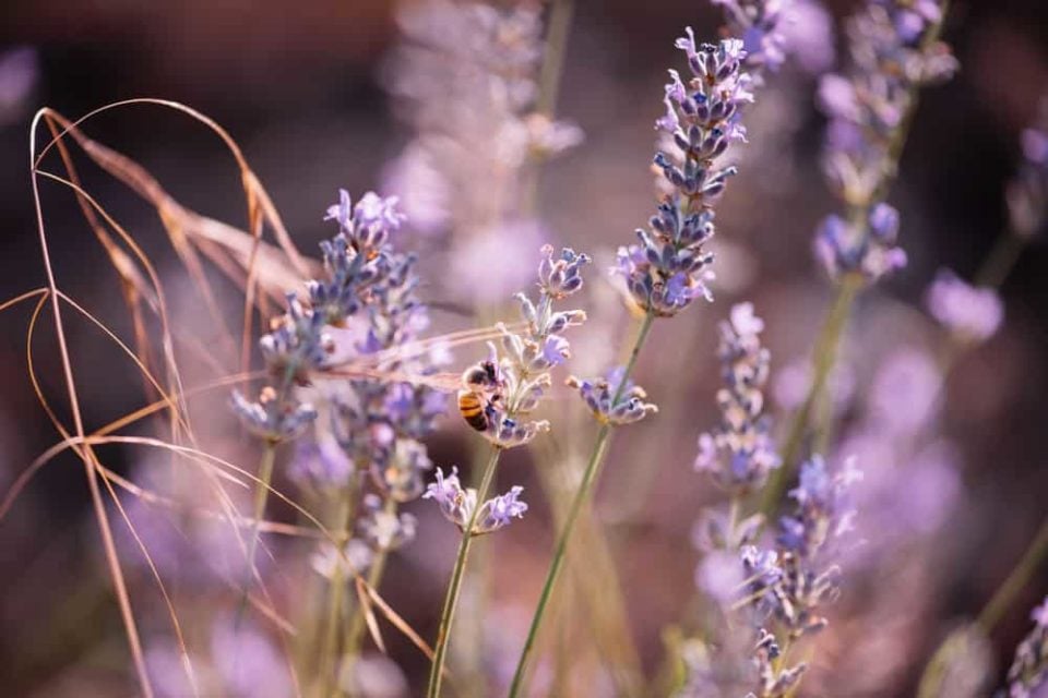 12 Lavender Companion Plants (& 4 Plants To Grow Nowhere Near)