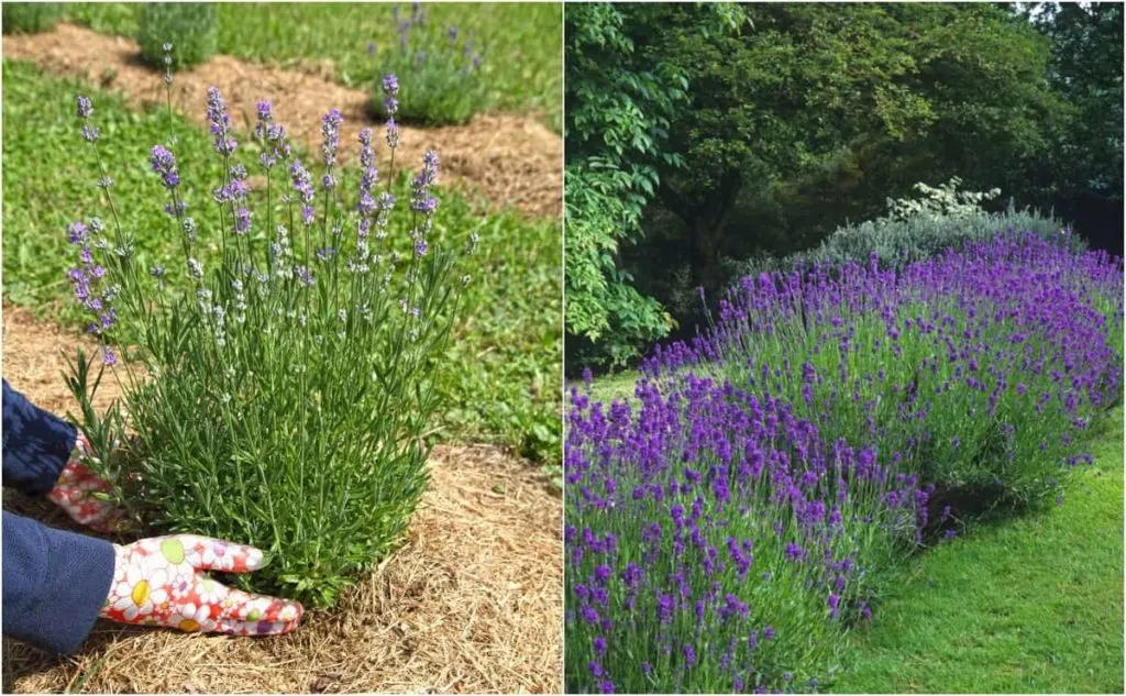 Image of Rosemary and lavender in a garden bed