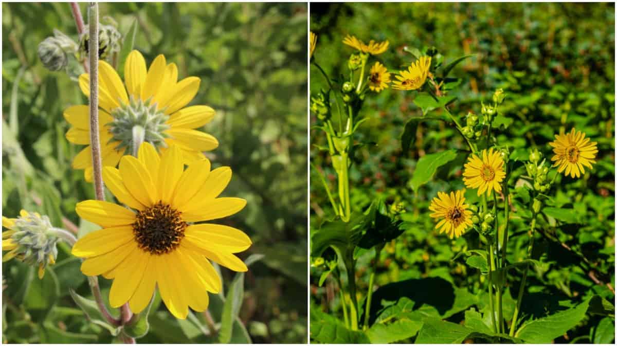 Image of Sunflowers perennials that bloom in August