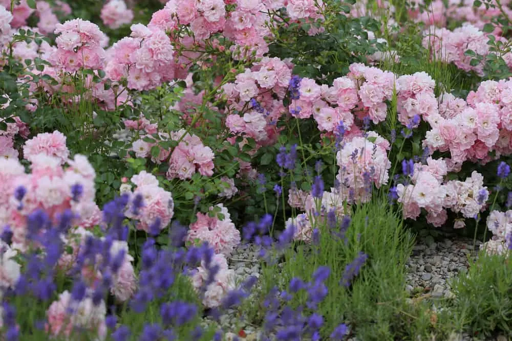 Image of Roses and rosemary companion planting