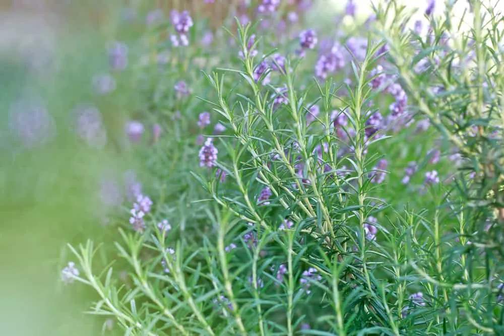 8 Best Lavender Companion Plants + 4 To Skip