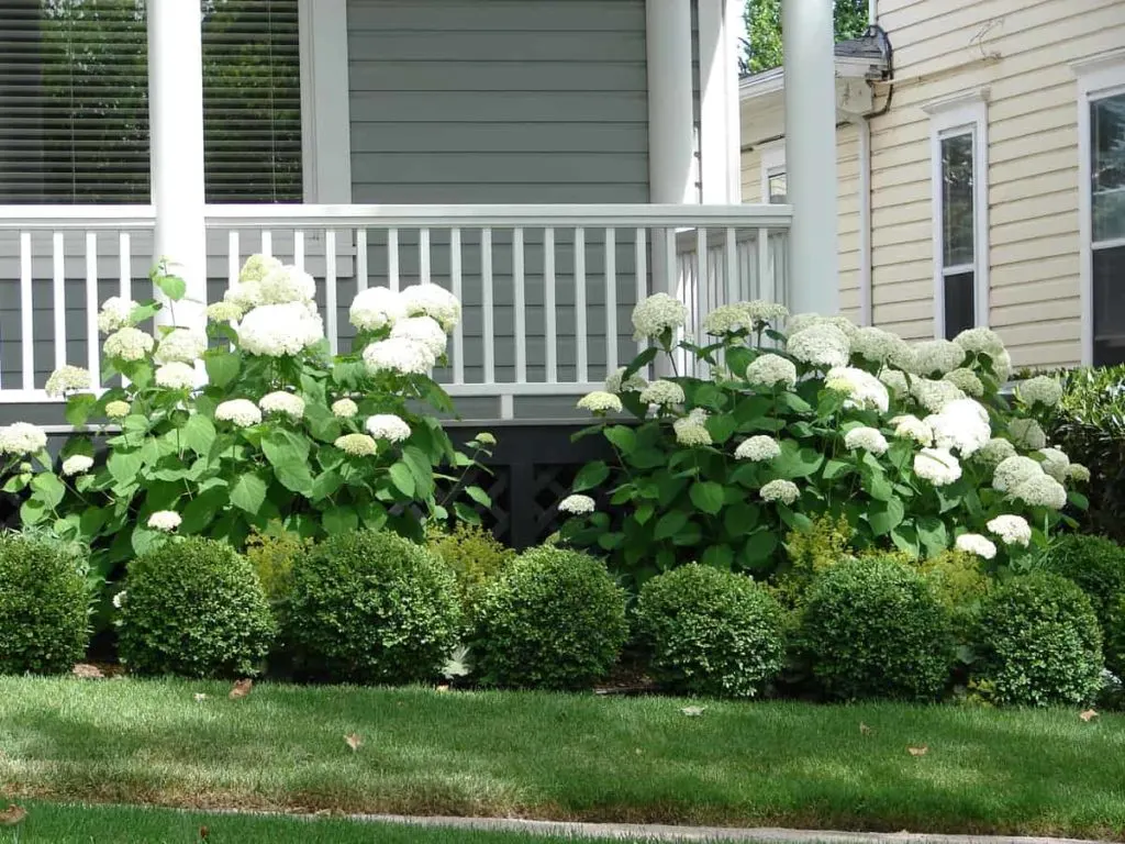 Foundation Plants 20 Shrubs & Plants For The Front Of Your House