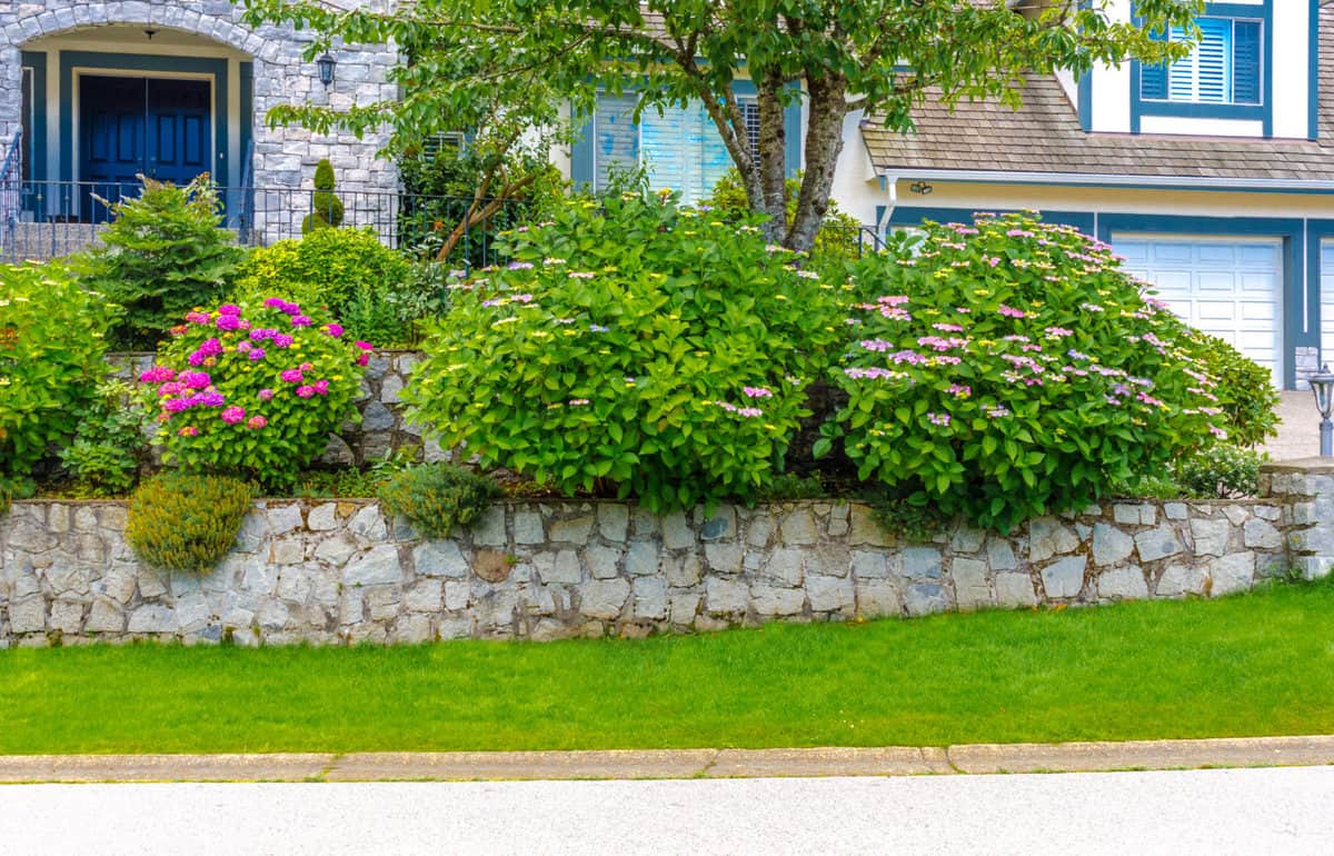 Foundation Plants 16 Shrubs & Plants For The Front Of Your House