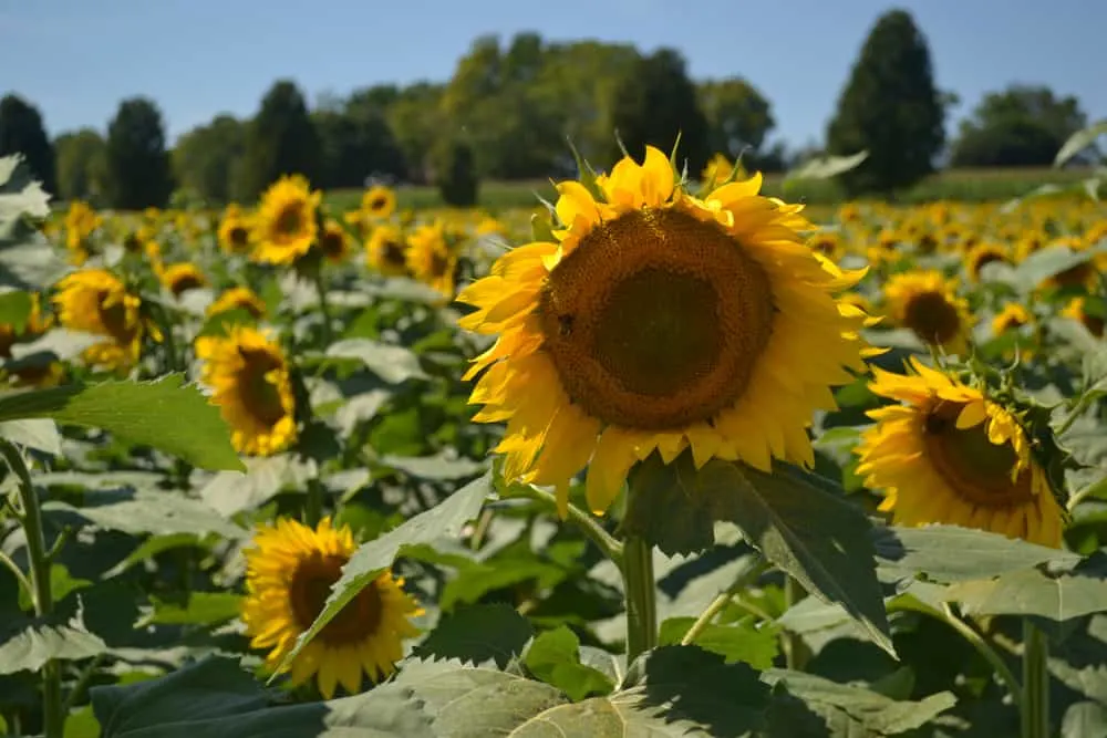Image of Sunflowers summer perennials