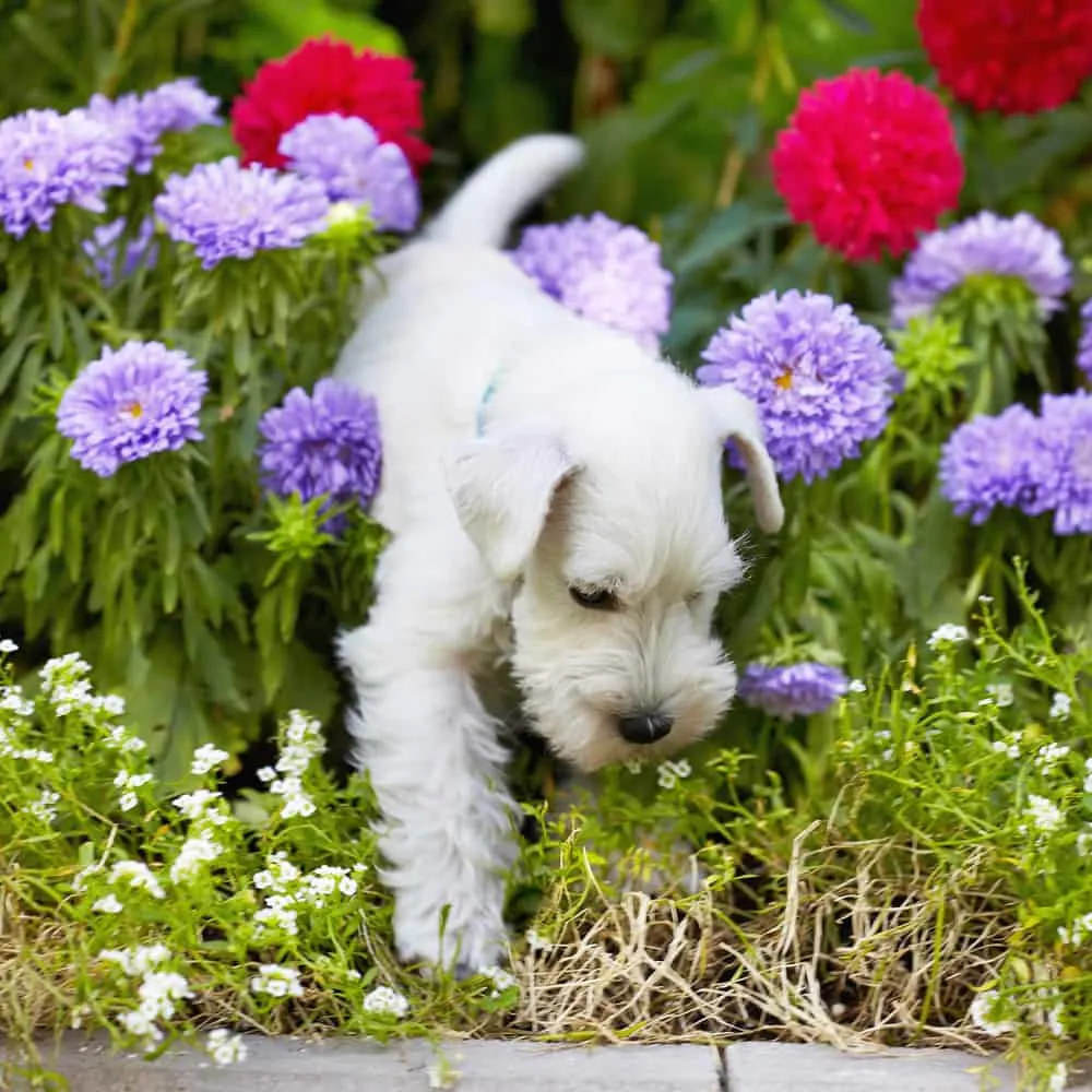 10 Outdoor Plants To Be Aware of That Are Toxic to Dogs