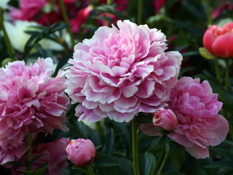 How To Plant & Grow Peonies in Containers