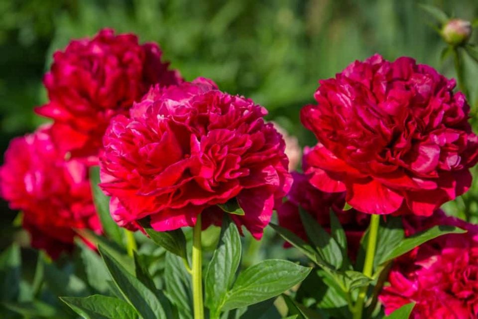How To Plant & Grow Peonies in Containers