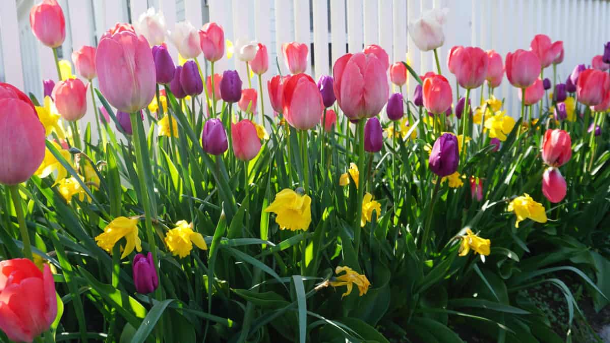 7 Gorgeous Spring-Blooming Bulbs to Plant This Fall