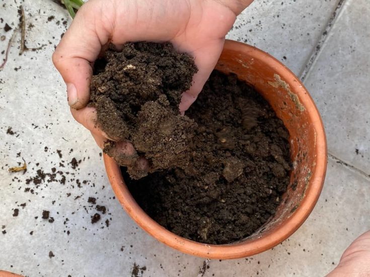 How To Plant & Grow Peonies in Containers