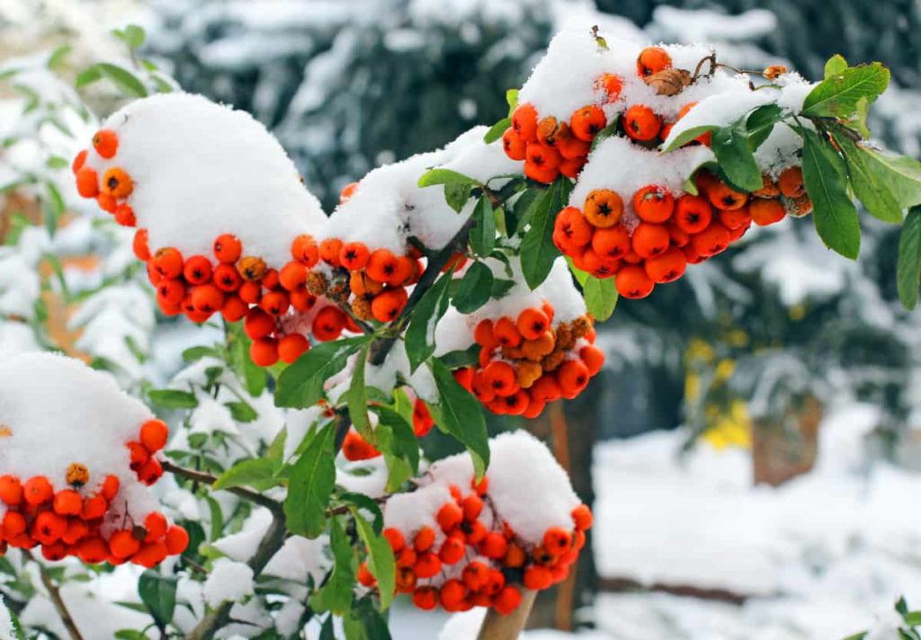 20+ Trees, Shrubs & Perennials For A Spectacular Winter Garden