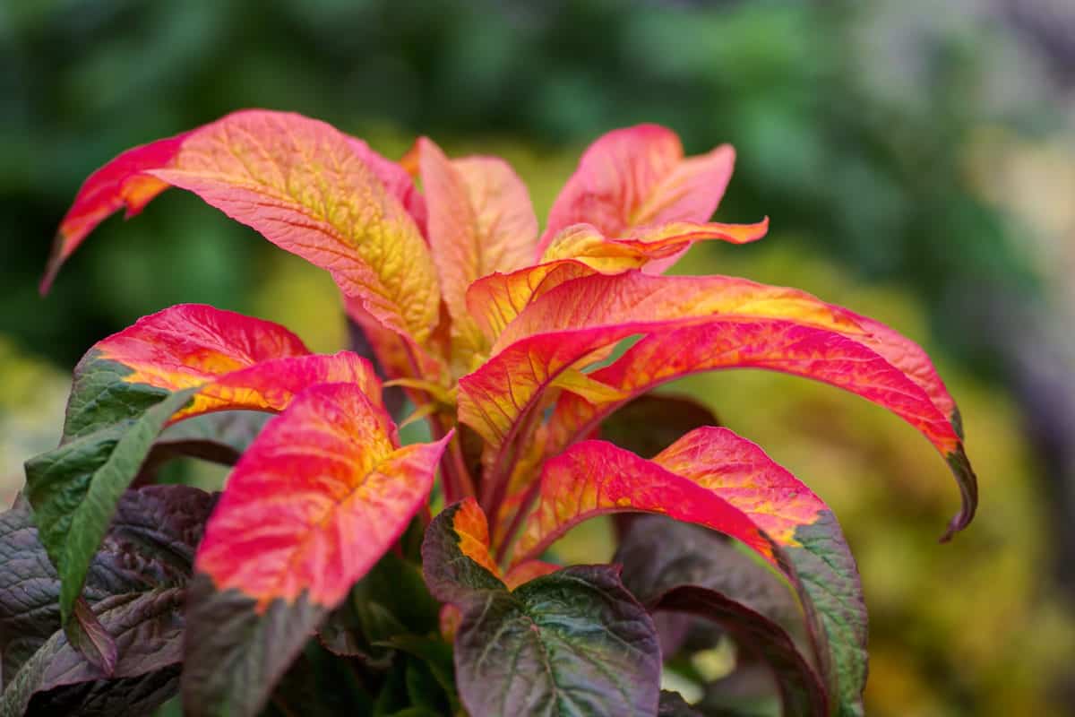 13 Plants With Colorful Foliage For Year-Round Color
