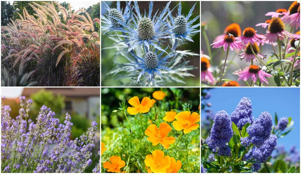 26 Drought Tolerant Plants That Will Survive The Driest Conditions