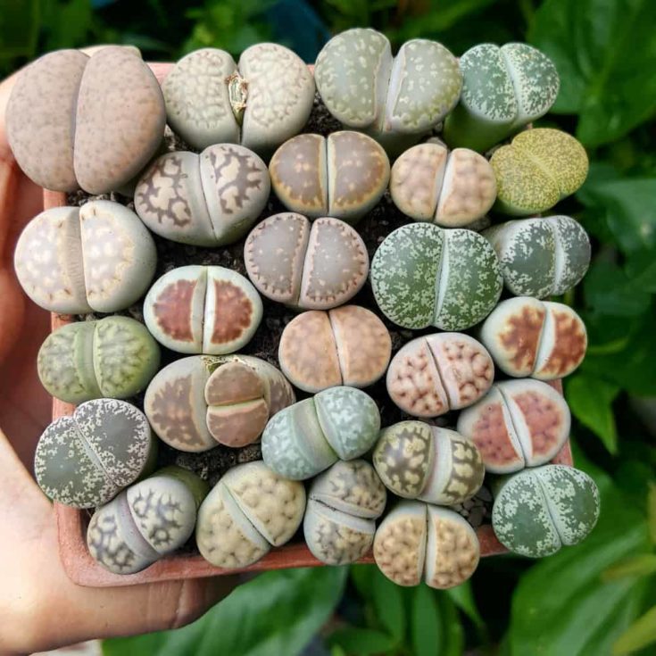 Star Lithops How To Grow & Care For Lithops - Living Stone Plants