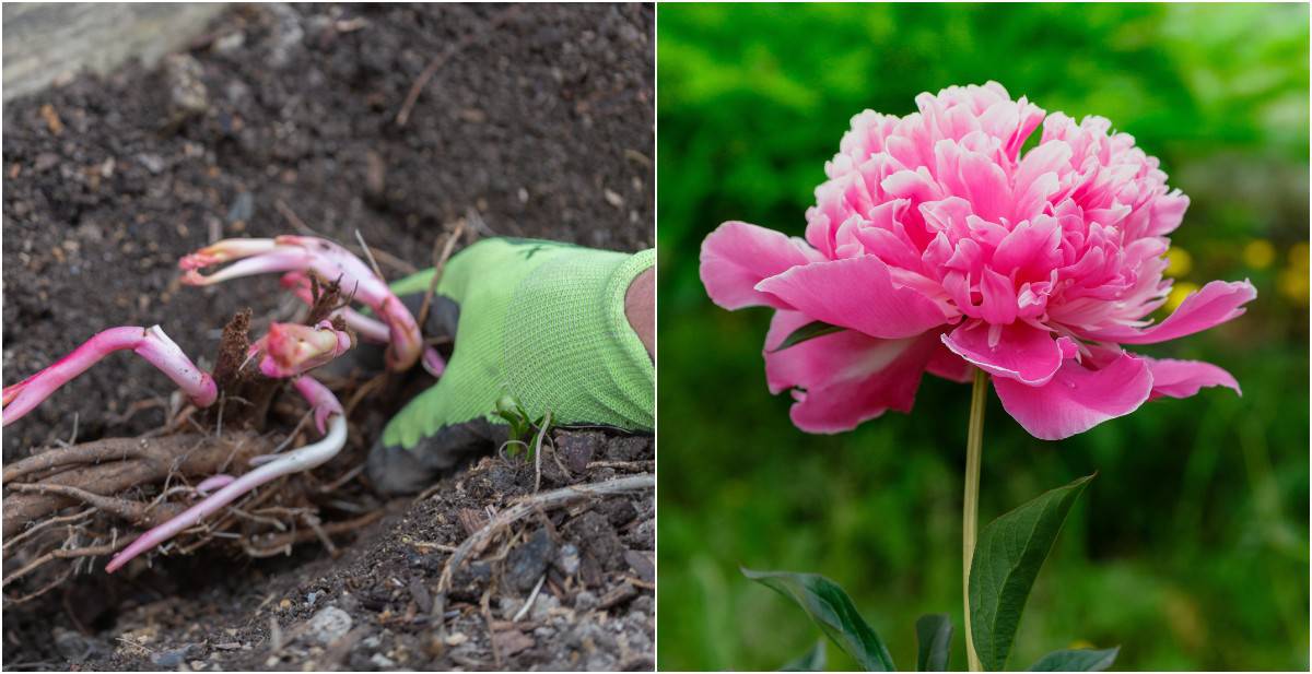 How To Grow Peonies in Containers